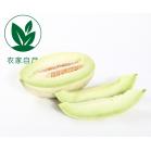 【农家自产】南汇玉菇甜瓜（4-6只）