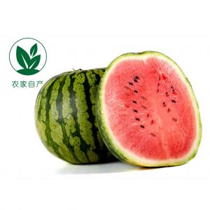 【农家自产】南汇8424西瓜组合F5
