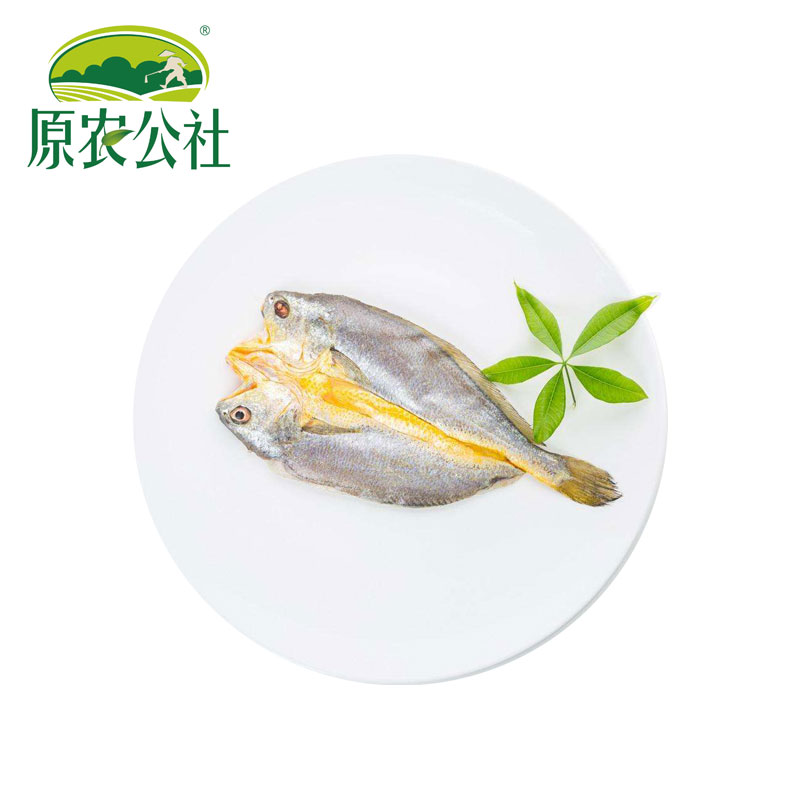 东海黄鱼鲞商品图