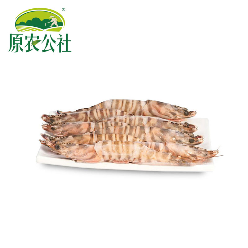 海捕竹节虾的图片