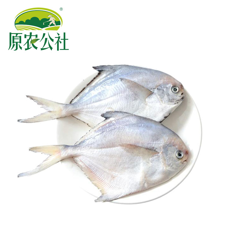 东海鲳鱼（350g）商品图